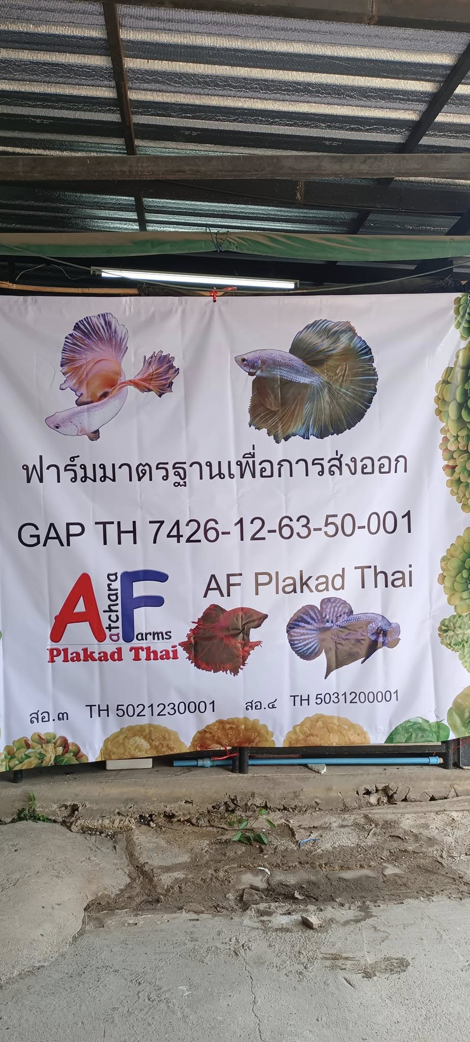 AF Plakad Thai